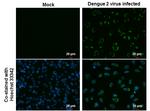 Dengue Virus Type 2 NS3 Antibody in Immunocytochemistry (ICC/IF)