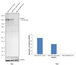 MERTK Antibody in Western Blot (WB)