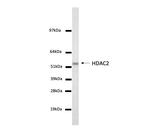 HDAC2 Antibody in Western Blot (WB)