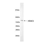 HDAC1 Antibody in Western Blot (WB)