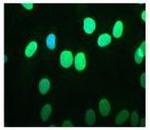 Emerin Antibody in Immunocytochemistry (ICC/IF)