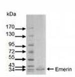 Emerin Antibody in Western Blot (WB)