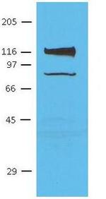 CDH11 Antibody in Western Blot (WB)