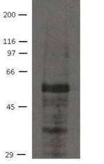 AJUBA Antibody in Western Blot (WB)