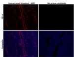 CD34 Antibody in Immunohistochemistry (Paraffin) (IHC (P))