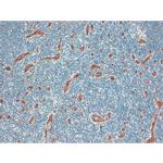 CD34 Antibody in Immunohistochemistry (Paraffin) (IHC (P))