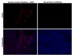 CD34 Antibody in Immunohistochemistry (Paraffin) (IHC (P))