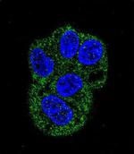 Lactoferrin Antibody in Immunocytochemistry (ICC/IF)