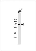 Lactoferrin Antibody in Western Blot (WB)