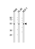 AVPR1A Antibody in Western Blot (WB)