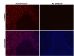 CD45RB Antibody in Immunohistochemistry (Paraffin) (IHC (P))