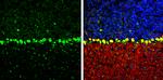 COPD Antibody in Immunohistochemistry (Frozen) (IHC (F))