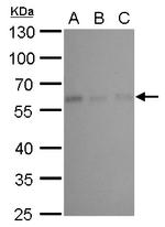 CALCOCO2 Antibody in Western Blot (WB)