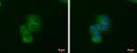 LIN7A Antibody in Immunocytochemistry (ICC/IF)