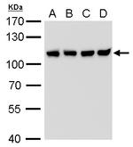 CAS Antibody in Western Blot (WB)