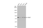 SLU7 Antibody in Western Blot (WB)