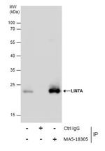 LIN7A Antibody in Immunoprecipitation (IP)