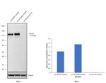 CD133 Antibody in Western Blot (WB)