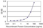 Adenylate Kinase 1 Antibody in ELISA (ELISA)