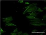 DPH2 Antibody in Immunocytochemistry (ICC/IF)