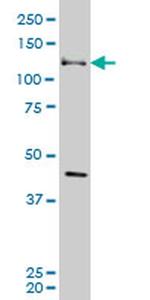 EphB3 Antibody in Western Blot (WB)