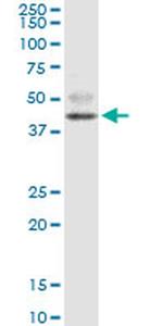 FOXF2 Antibody in Western Blot (WB)