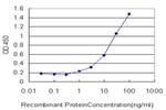 FVT1 Antibody in ELISA (ELISA)