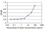 HSPA2 Antibody in ELISA (ELISA)