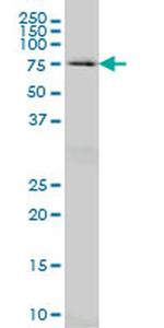 HSPA2 Antibody in Western Blot (WB)