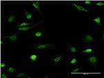 ID1 Antibody in Immunocytochemistry (ICC/IF)