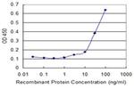 INPP1 Antibody in ELISA (ELISA)