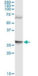 LFNG Antibody in Immunoprecipitation (IP)