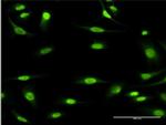 MCM3 Antibody in Immunocytochemistry (ICC/IF)