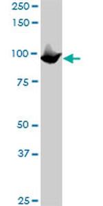 MCM3 Antibody in Western Blot (WB)