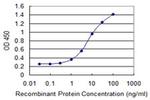 MTCP1 Antibody in ELISA (ELISA)