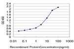 PDE3B Antibody in ELISA (ELISA)