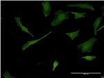 Pleckstrin Antibody in Immunocytochemistry (ICC/IF)