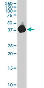 Pleckstrin Antibody in Western Blot (WB)