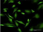 PURA Antibody in Immunocytochemistry (ICC/IF)