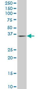 PURA Antibody in Western Blot (WB)