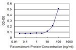 RECQ1 Antibody in ELISA (ELISA)