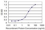 Ribophorin I Antibody in ELISA (ELISA)