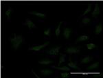 SP3 Antibody in Immunocytochemistry (ICC/IF)