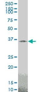 TAZ Antibody in Western Blot (WB)