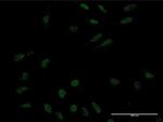 KLF10 Antibody in Immunocytochemistry (ICC/IF)