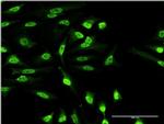 OXSR1 Antibody in Immunocytochemistry (ICC/IF)