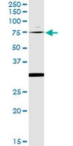 OXSR1 Antibody in Immunoprecipitation (IP)