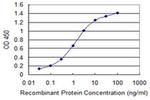 RBM12 Antibody in ELISA (ELISA)