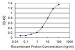 HP1 beta Antibody in ELISA (ELISA)