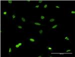 HP1 beta Antibody in Immunocytochemistry (ICC/IF)